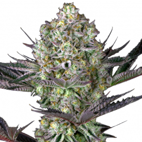 Rolling Frau feminised Ganja Seeds