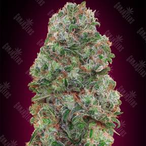 Bubble Gum feminised 00 Seeds