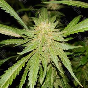 Triple Cheese feminised Barneys Farm