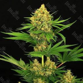 Tangerine Kush feminised Exotic Seed