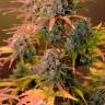 Семена марихуаны Auto Night Queen feminised Ganja Seeds