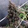 выращивание семян конопли Auto Night Queen feminised