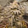 хорошие семена конопли Auto Night Queen feminised