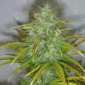 Auto White Widow feminised GanjaLiveSeeds