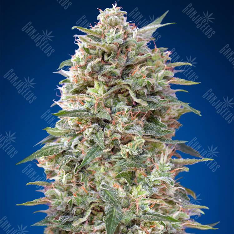 семена конопли для выращивания California Kush feminised 00 Seeds