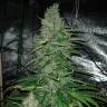 Семена марихуаны Auto Kush feminised GanjaLiveSeeds