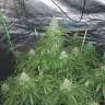 Семена конопли в России Auto Kush feminised GanjaLiveSeeds