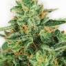 Master Kush feminised Ganja Seeds