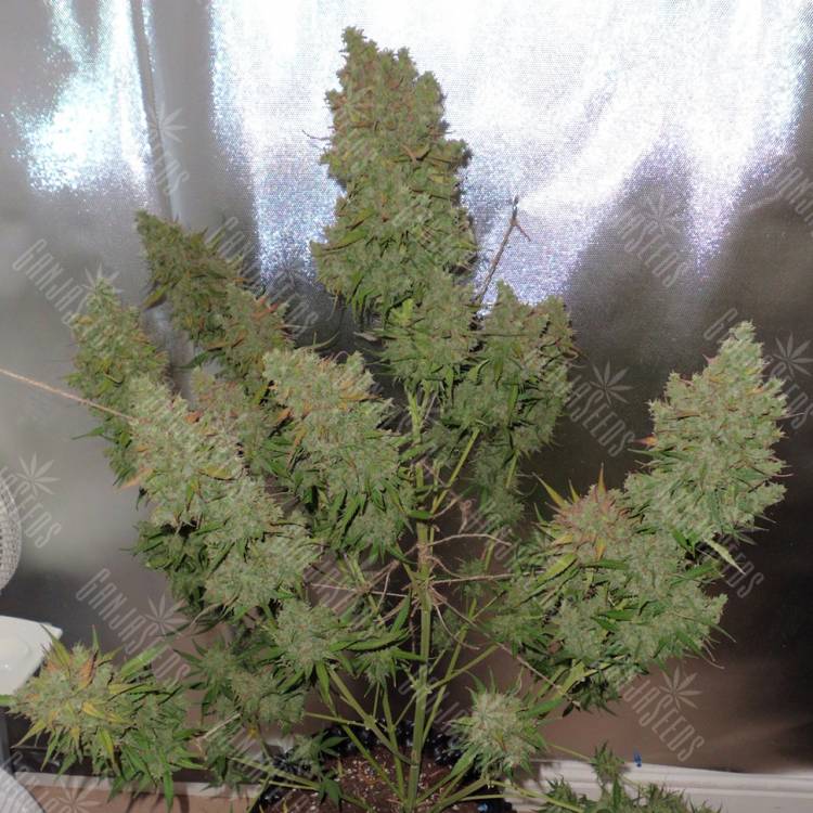 заказать на сайте семена конопли Auto Blueberry regular заказать на сайте семена конопли Auto Blueberry regular