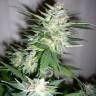 семена конопли Great White Shark feminised Green House Seeds семена конопли Great White Shark feminised Green House Seeds