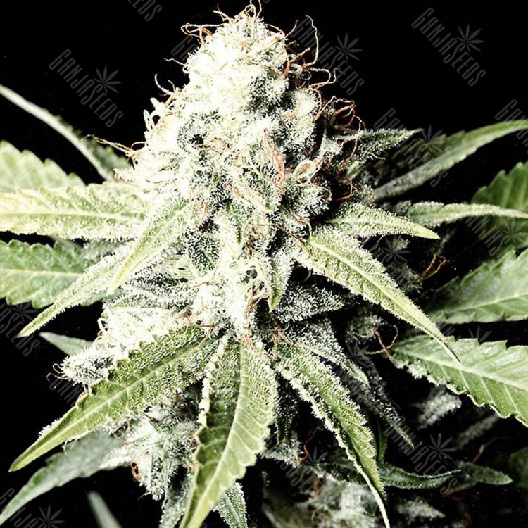урожайные семена конопли Great White Shark feminised Green House Seeds урожайные семена конопли Great White Shark feminised Green House Seeds