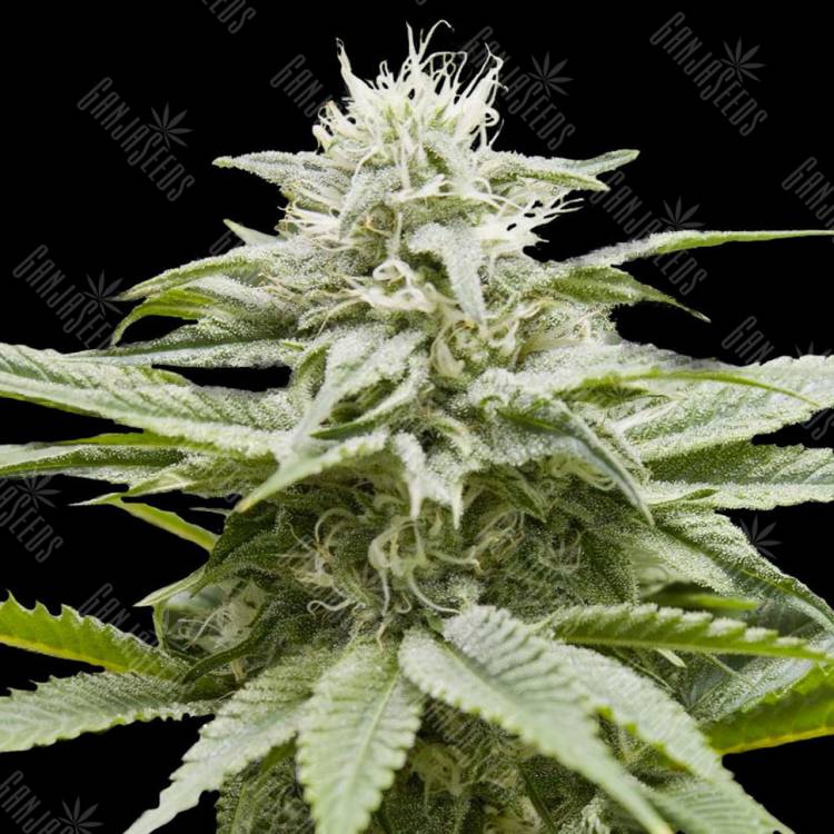 заказ семян конопли IsLAnd feminised DNA Genetics