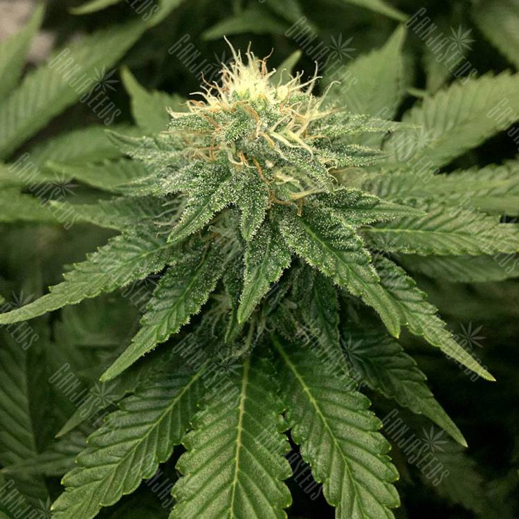 семена конопли гидропоники ICE feminised Royal Queen семена конопли гидропоники ICE feminised Royal Queen