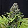 Семена конопли Auto S.A.D. (Sweet Afgani Delicious) feminised Ganja Seeds