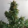 Заказать семена Sweet Cheese feminised Ganja Seeds Заказать семена Sweet Cheese feminised Ganja Seeds