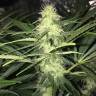 Качественные семена Sweet Cheese feminised Ganja Seeds Качественные семена Sweet Cheese feminised Ganja Seeds
