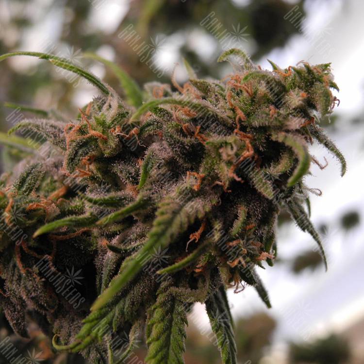 заказ семян конопли Great White Shark CBD feminised Green House Seeds заказ семян конопли Great White Shark CBD feminised Green House Seeds