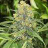 семена конопли почтой Great White Shark CBD feminised Green House Seeds семена конопли почтой Great White Shark CBD feminised Green House Seeds