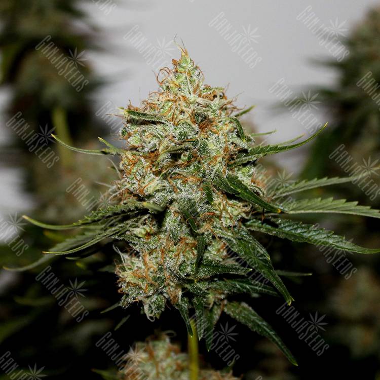 Amnesia Lemon feminised Breeders Community Seeds