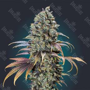 Chocolate Cream feminised 00 Seeds