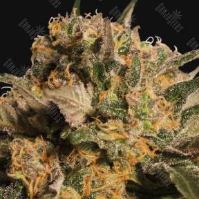 Violator Kush feminised Barneys Farm