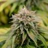 семена конопли f1 в оригинальной упаковке Kali Dog feminised Royal Queen