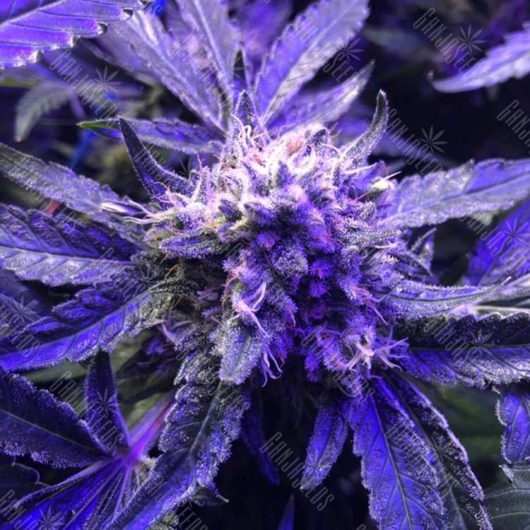 семена конопли Cream Caramel F1 Fast Version feminised Sweet Seeds