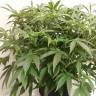 Семена конопли Auto X.Treme feminised Ganja Seeds