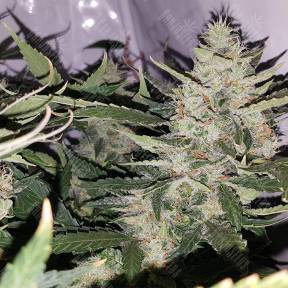 Auto X.Treme feminised Ganja Seeds