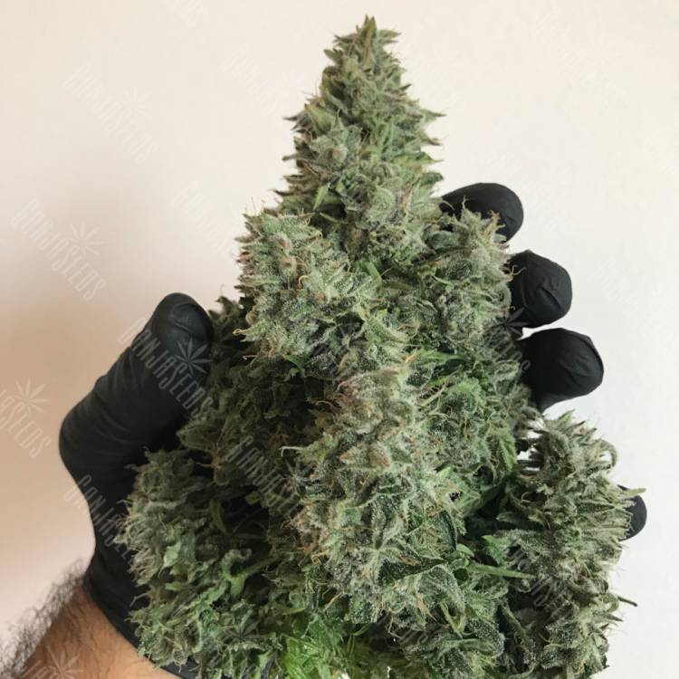 семена конопли курьером Auto White Widow regular семена конопли курьером Auto White Widow regular