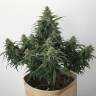 семена конопли курьером Auto White Widow regular семена конопли курьером Auto White Widow regular