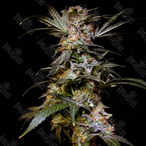 Black Domina feminised Breeders Community Seeds