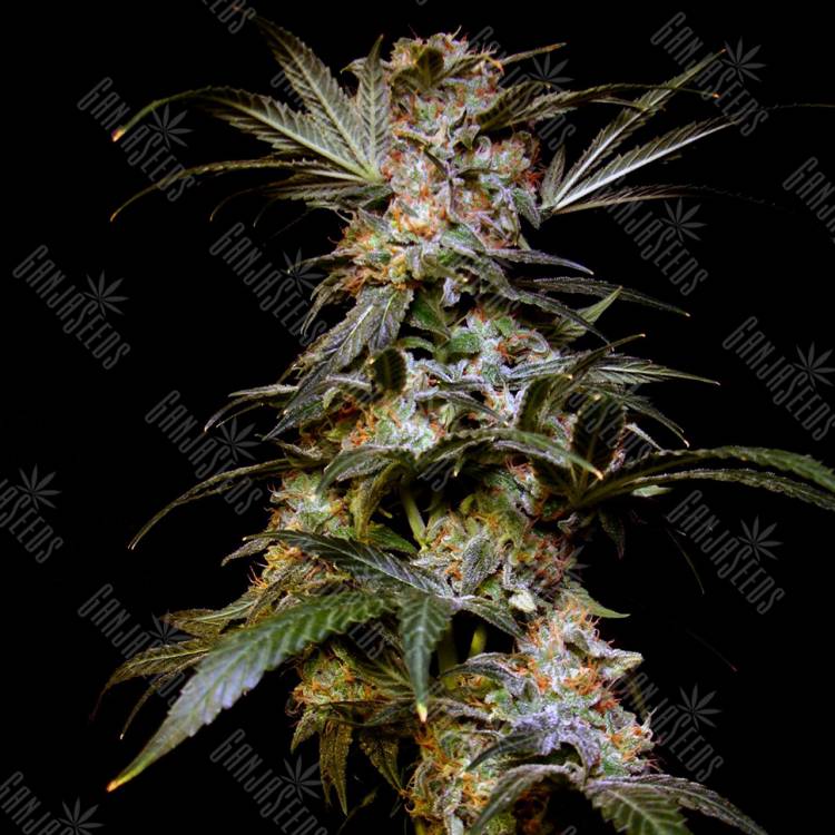 Black Domina feminised Breeders Community Seeds Black Domina feminised Breeders Community Seeds