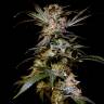 Black Domina feminised Breeders Community Seeds Black Domina feminised Breeders Community Seeds
