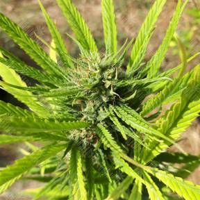 CBD Blue Shark feminised Barneys Farm