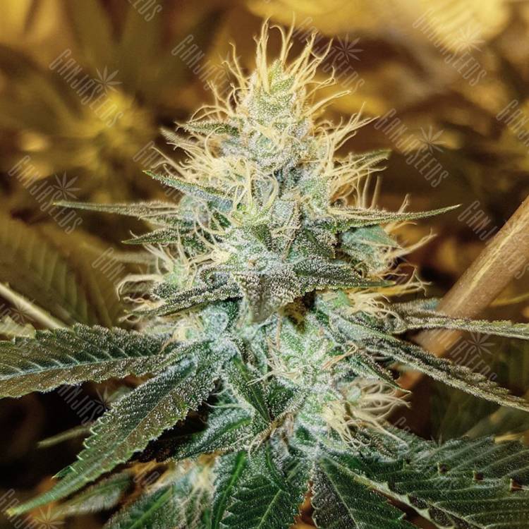 семена индийской конопли Dr Greenthumb's Em-Dog By B-Real feminised Humboldt Seeds