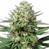 семена конопли медицинской OG Kush CBD feminised Medical Seeds семена конопли медицинской OG Kush CBD feminised Medical Seeds