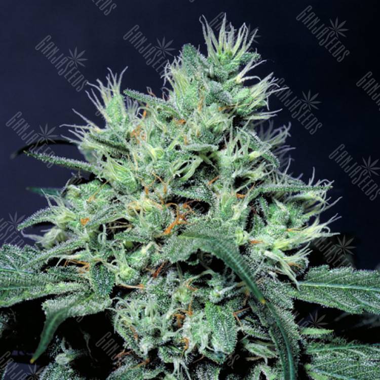 конопля семена сорта заказать Dutch Dragon feminised Paradise Seeds конопля семена сорта заказать Dutch Dragon feminised Paradise Seeds