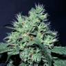 конопля семена сорта заказать Dutch Dragon feminised Paradise Seeds конопля семена сорта заказать Dutch Dragon feminised Paradise Seeds