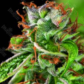 Double OG Haze feminised Pyramid Seeds