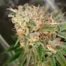 Семена конопли Cookies Kush feminised Ganja Seeds
