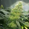 семена конопли элитных сортов Auto AK 47 regular семена конопли элитных сортов Auto AK 47 regular