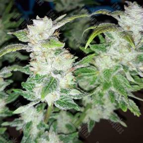 Blue Queen feminised Ganja Seeds