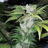 семена конопли для курения Blue Queen feminised семена конопли для курения Blue Queen feminised
