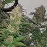 Auto Blue Critical feminised Dinafem Seeds Auto Blue Critical feminised Dinafem Seeds