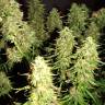 Auto Blue Critical feminised Dinafem Seeds Auto Blue Critical feminised Dinafem Seeds