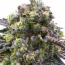 Auto Blue Critical feminised Dinafem Seeds Auto Blue Critical feminised Dinafem Seeds
