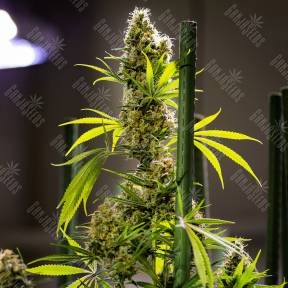 Auto Pipi regular Ganja Seeds