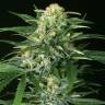 семена конопли для выращивания Devil Kush regular Exotic Seed