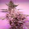 семена конопли Спб Dutch Kush feminised Paradise Seeds семена конопли Спб Dutch Kush feminised Paradise Seeds